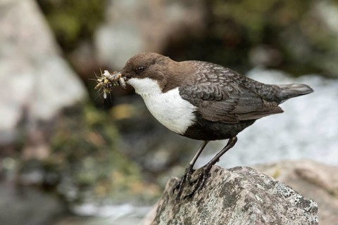 White-throated Dipper (Cinclus cinclus cinclus) with insects in its beak, Dalarna, Sweden, Europe