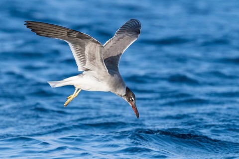 White-eyed Gull (Ichthyaetus leucophthalmus) flying, Eilat, Israel, Asia
