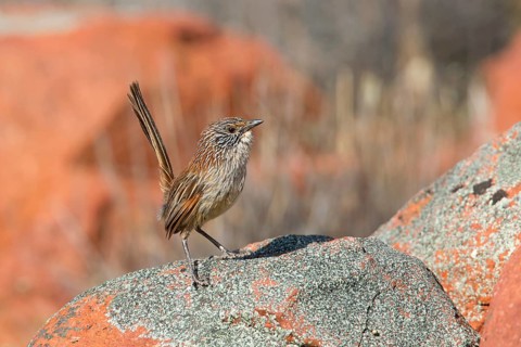 Short-tailed Grasswren (Amytornis merrotsyi), Australia, Oceania