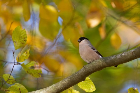 Northern Bullfinch - Gimpel - Pyrrhula pyrrhula pyrrhula, Germany, female adult, Europe