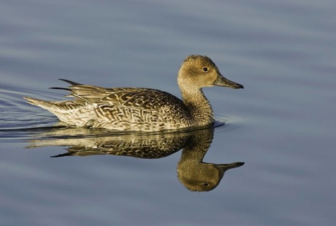 Northern Pintail (Anas acuta) female, California, USA, North America