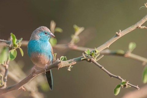Red-cheeked Cordon-bleu (Uraeginthus bengalus) male, Mpumalanga, South Africa, Africa