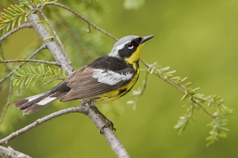 Magnolia Warbler (Setophaga magnolia), Ontario, Canada, North America