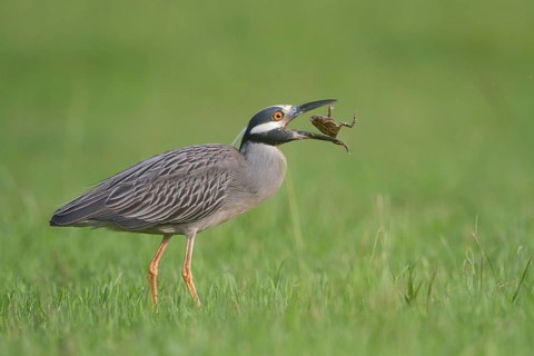 Yellow-crowned Night Heron - Kitty Hollow County Park, Missouri City, Texas