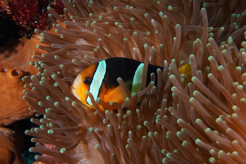 A colourful Clark's anemonefish (Amphiprion clarkii) hides protected in a sea anemone, dive site