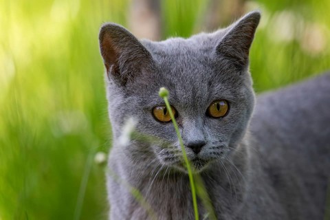 Seven-month-old British Shorthair cat in the garden
