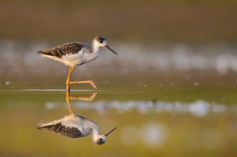 Black-winged Stilt (Himantopus himantopus) juvenile foraging, North Rhine-Westphalia, Germany,