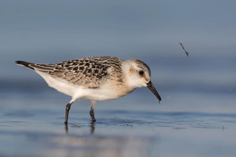 Sanderling (Calidris alba) foraging, Mecklenburg-Western Pomerania, Germany, Europe