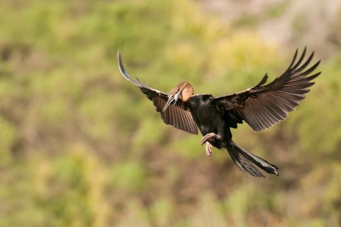 African Darter (Anhinga rufa) flying, Western Cape, South Africa, Africa