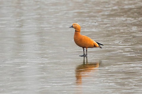 Ruddy Shelduck (Tadorna ferruginea) male on ice surface, Baden-Wuerttemberg, Germany, Europe