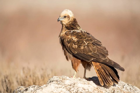 Western Marsh Harrier (Circus aeruginosus) female, Castile-La Mancha, Spain, Europe