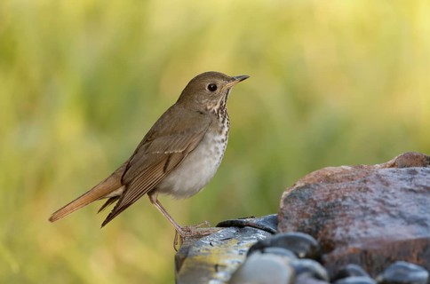 Hermit Thrush (Catharus guttatus), Texas, USA, North America