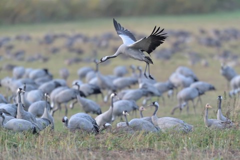 Common Crane (Grus grus) flying, Mecklenburg-Western Pomerania, Germany, Europe