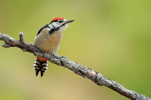 Great Spotted Woodpecker (Dendrocopos major) juvenile perched on a branch, Andalusia, Spain, Europe