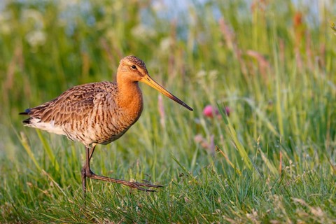 Black-tailed Godwit (Limosa limosa), Netherlands