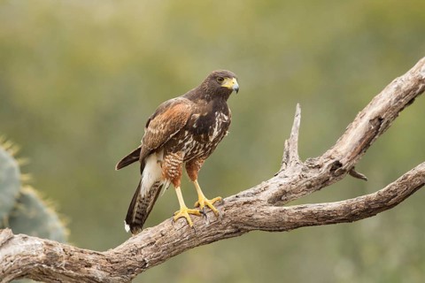 Harris's Hawk (Parabuteo unicinctus) juvenile, Texas, USA, North America