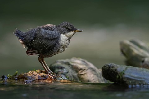 White-throated Dipper (Cinclus cinclus) juvenile, North Rhine-Westphalia, Germany, Europe