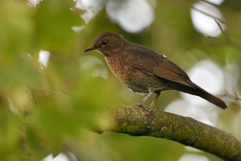 Common Blackbird (Turdus merula) female perched on a branch, North Rhine-Westphalia, Germany,
