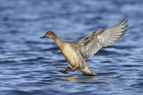 Northern Pintail (Anas acuta) female flying, British Columbia, Canada, North America