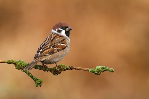 Eurasian Tree Sparrow (Passer montanus) male, Utrecht, Netherlands