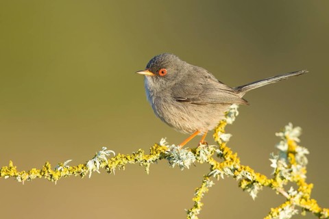 Balearic Warbler (Sylvia balearica) male, Mallorca, Spain, Europe
