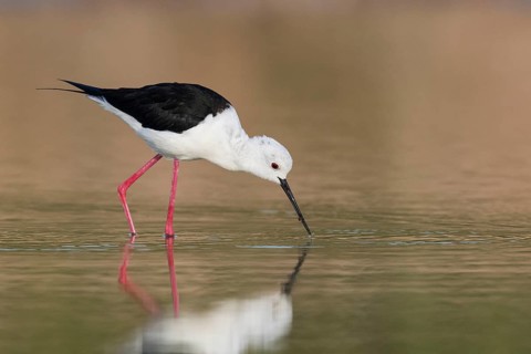 Black-winged Stilt (Himantopus himantopus) female foraging, Eilat, Israel, Asia
