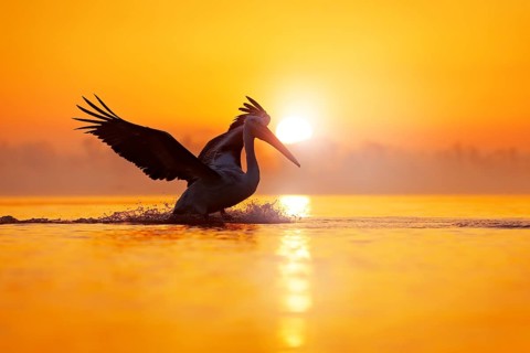 Bird with morning sunrise. Dalmatian pelican, Pelecanus crispus, in Lake Kerkini, Greece. Pelican