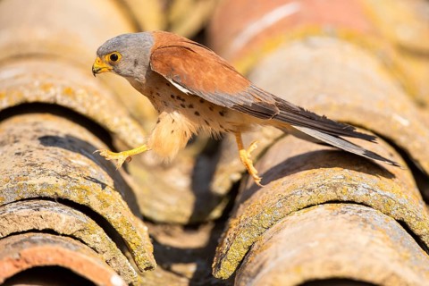 Lesser Kestrel (Falco naumanni) male on a roof, Castile-La Mancha, Spain, Europe