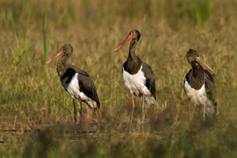 Black Stork (Ciconia nigra), Saxony-Anhalt, Germany, Europe