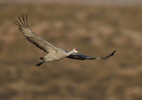 Sandhill Crane (Antigone canadensis) flying, New Mexico, USA, North America