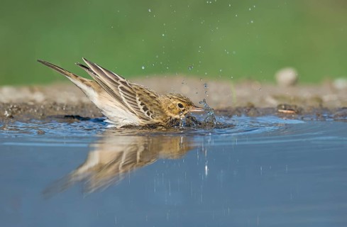 Tree Pipit (Anthus trivialis) bathing at a waterhole, Aosta Valley, Italy, Europe