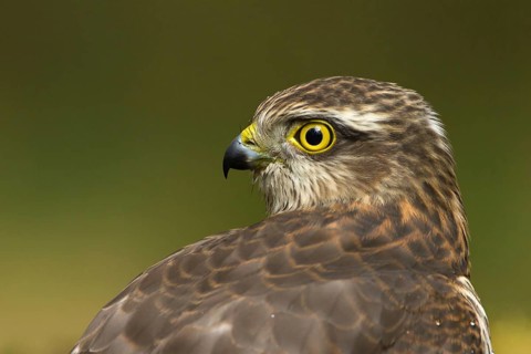 Eurasian Sparrowhawk (Accipiter nisus), Utrecht, Netherlands