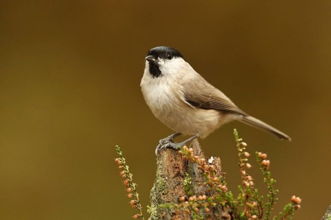 Marsh Tit (Poecile palustris), Rhineland-Palatinate, Germany, Europe