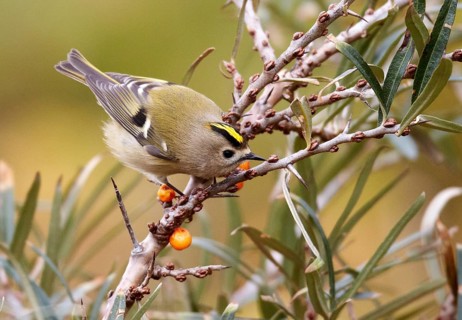 Goldcrest (Regulus regulus), Schleswig-Holstein, Germany, Europe