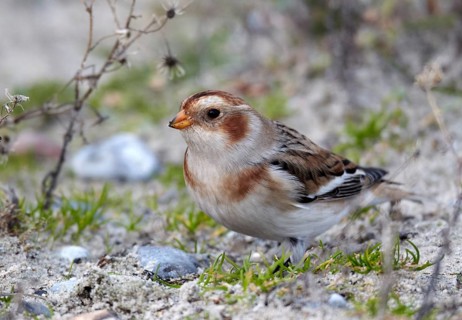 Snow Bunting (Plectrophenax nivalis), Schleswig-Holstein, Germany, Europe