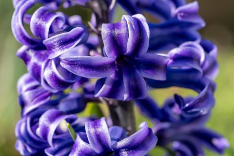Single blue flower of a hyacinth (Hyacinthus), garden hyacinth, detail, macro