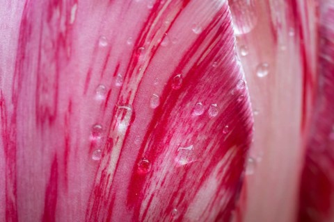 Detail, pink-red-white flower, tulip (Tulipa), pearly water droplets