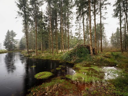 Ballmoos forest reserve, raised bog in the fog, Lieliwald, Lindenberg, Horben, Canton Lucerne,