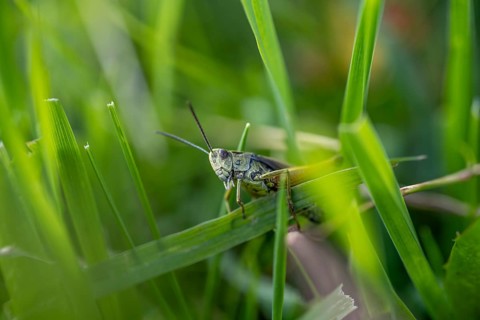 Great green bush cricket (locusta), grasshopper, on a blade of grass in a meadow, Tyrol, Austria,