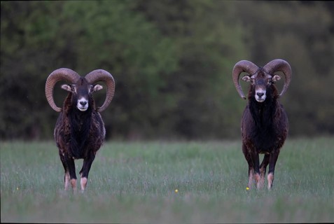 European mouflon (Ovis gmelini musimon, Syn.: Ovis orientalis musimon, Ovis aries musimon),
