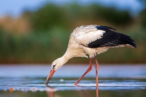 White Stork (Ciconia ciconia) foraging in shallow water, Saxony-Anhalt, Germany, Europe