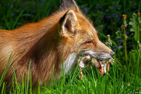 Red fox (Vulpes vulpes) running through meadow with mouthful of chicks after raiding chicken coop