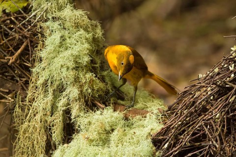 Golden Bowerbird (Prionodura newtoniana) male, Queensland, Australia, Oceania