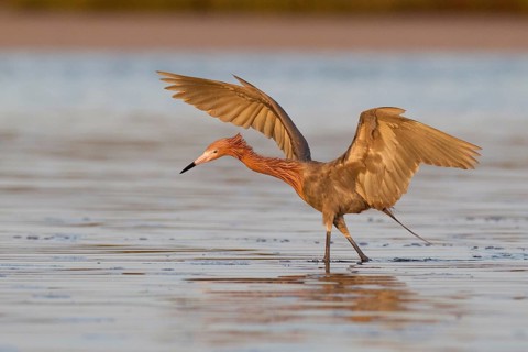 Reddish Egret (Egretta rufescens), Florida, USA, North America