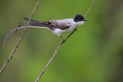 Fork-tailed Flycatcher (Tyrannus savana) perched on a branch in the Atlantic rainforest of