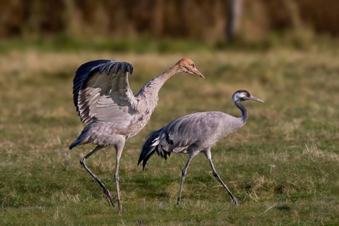 Common Crane (Grus grus) juvenile, Mecklenburg-Western Pomerania, Germany, Europe