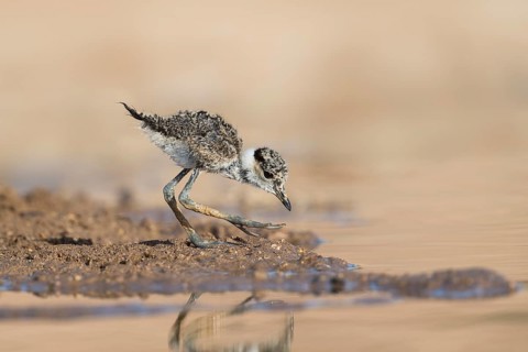 Spur-winged Lapwing (Vanellus spinosus) chick foraging, Eilat Israel