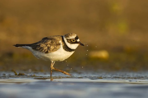 Little Ringed Plover (Charadrius dubius) female foraging, North Rhine-Westphalia, Germany, Europe