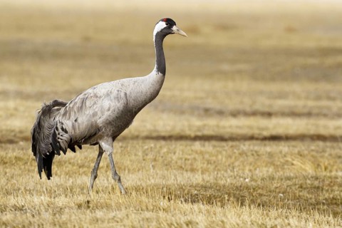 Common Crane (Grus grus), Laguna de Gallocanta, Spain, Europe