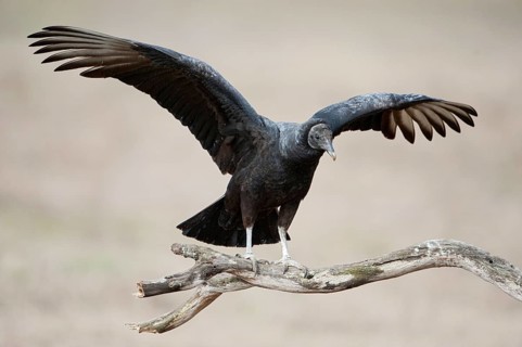 Black Vulture (Coragyps atratus), Texas, USA, North America